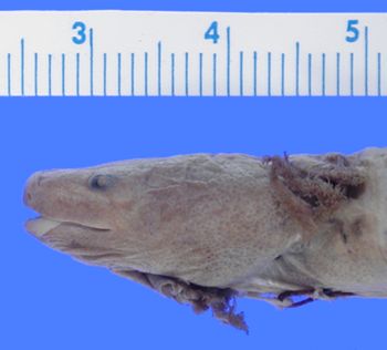 Media type: image; Herpetology A-1553